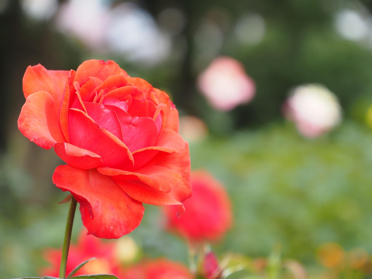 月季花，四季常开的花园宝石