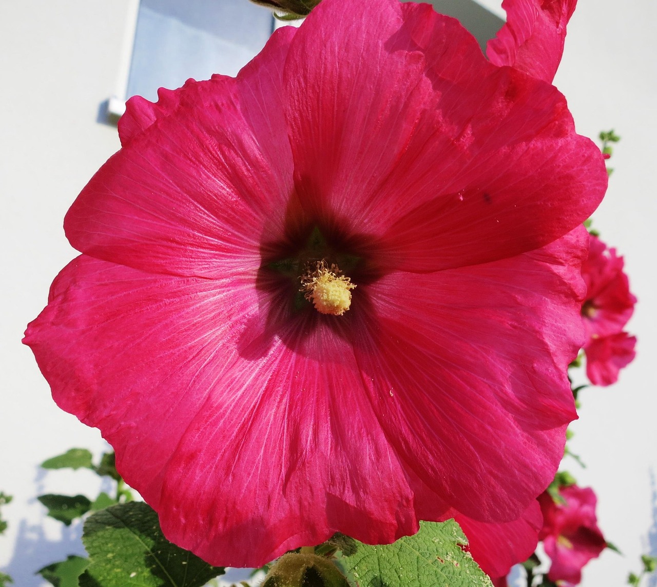 月季花，四季绽放的花园宝石