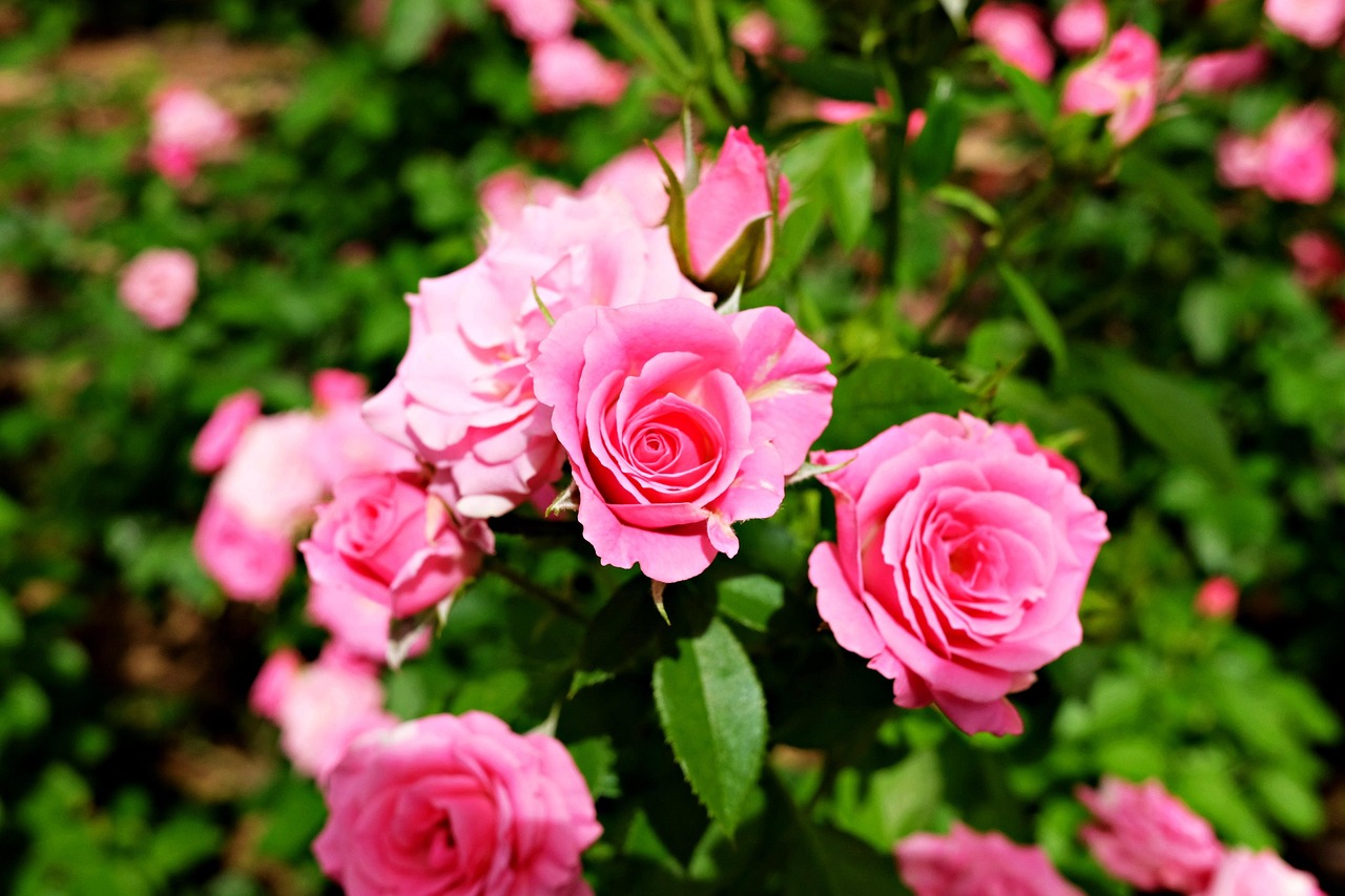 月季花，四季常开的花园宝石
