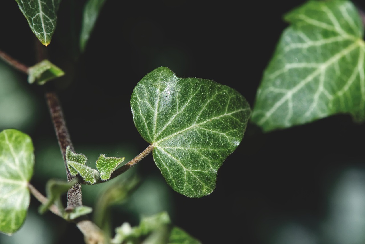 月季花的奥秘，从生长到养护的全面总结