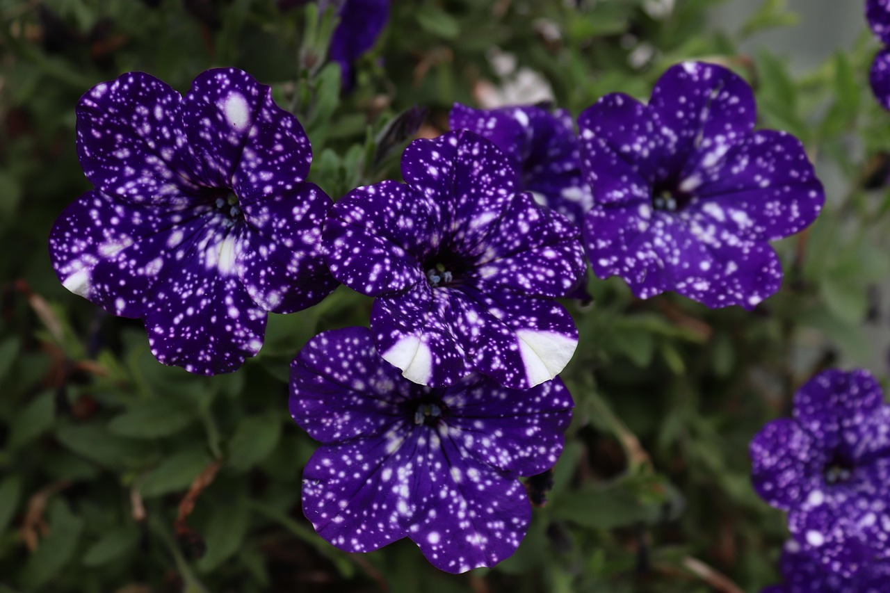 月季花，四季绽放的园艺瑰宝
