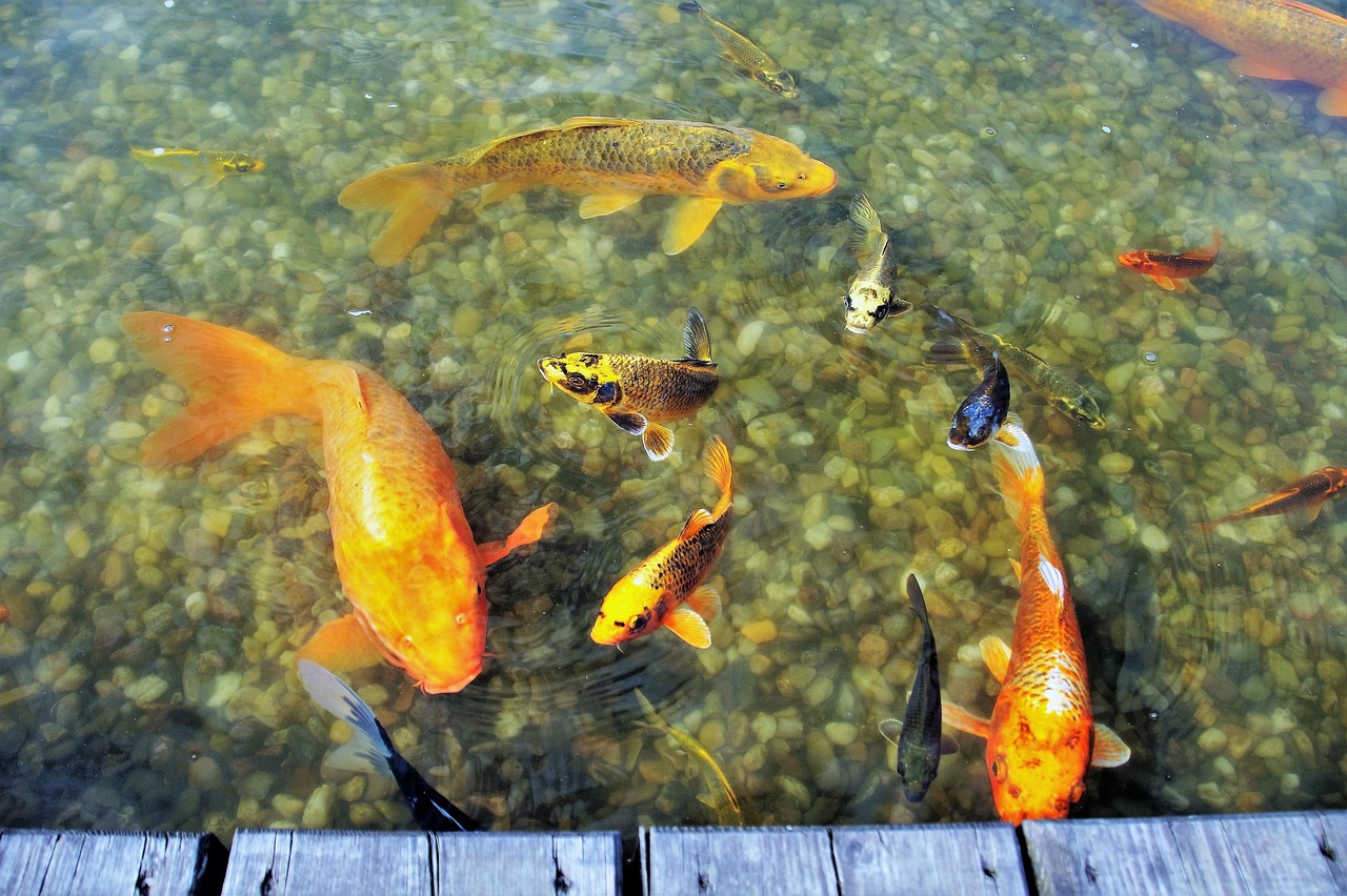 幸运之鱼，揭秘顶流大佬背后的小锦鲤
