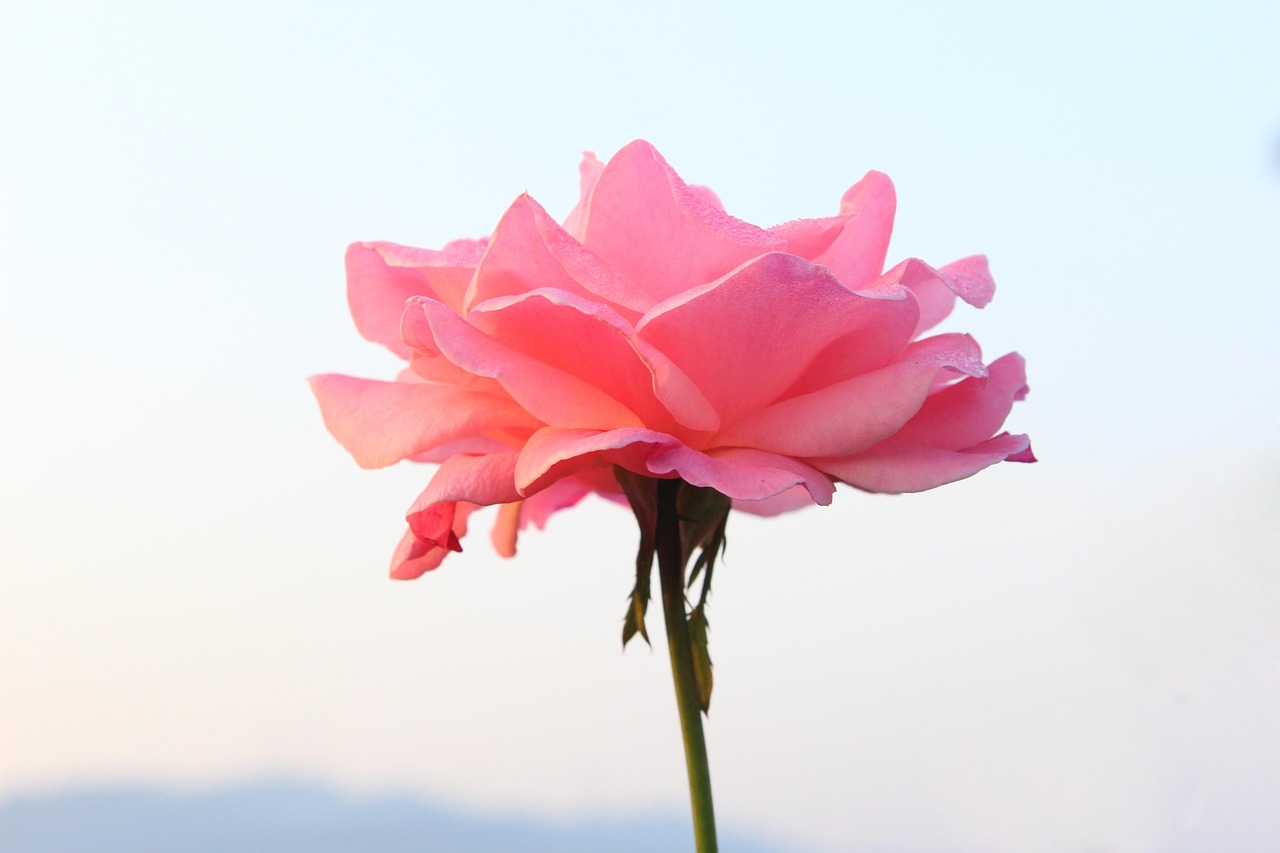 月季花开，新闻传香 探索月季新闻稿件的精彩世界