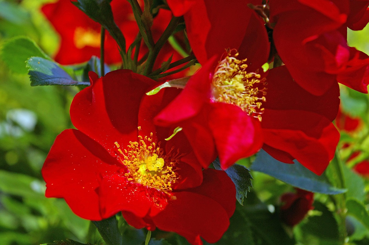 月季花，四季常开的花园守护者